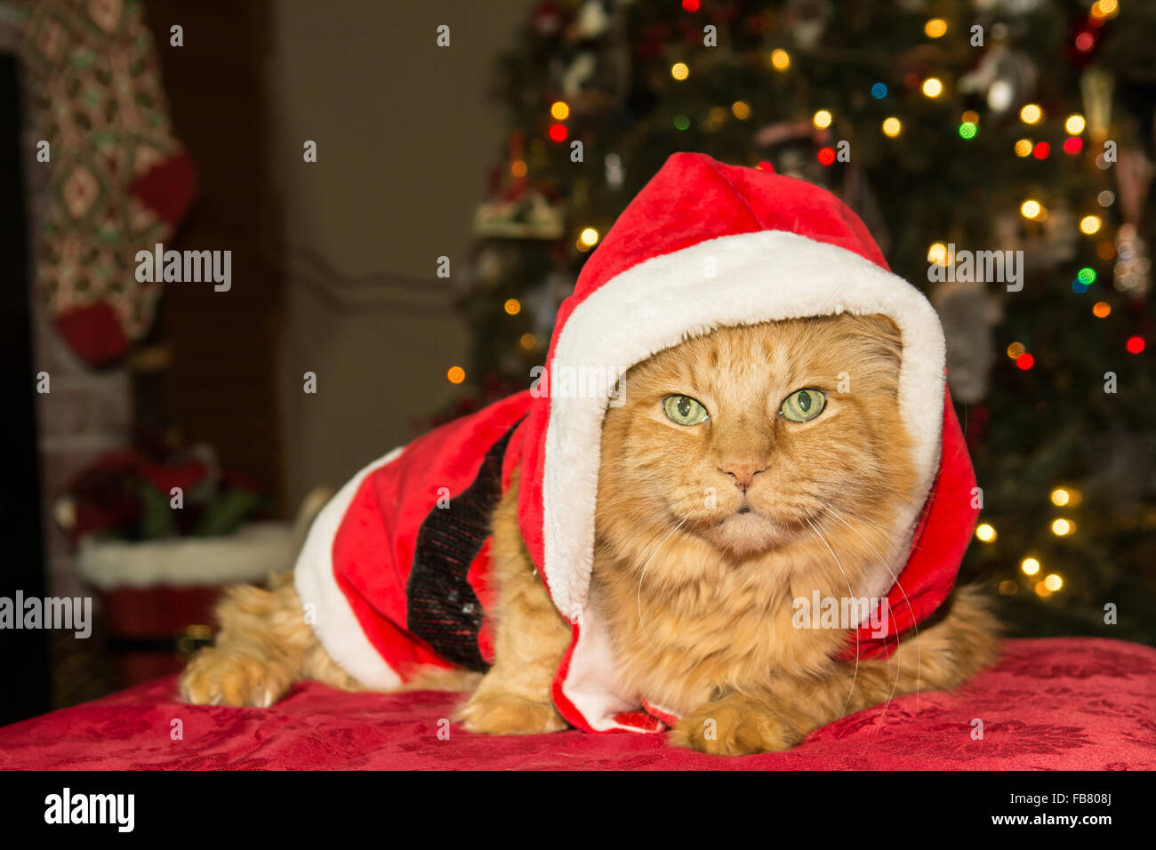 Chat De Noel Banque De Photographies Et D Images A Haute Resolution Alamy