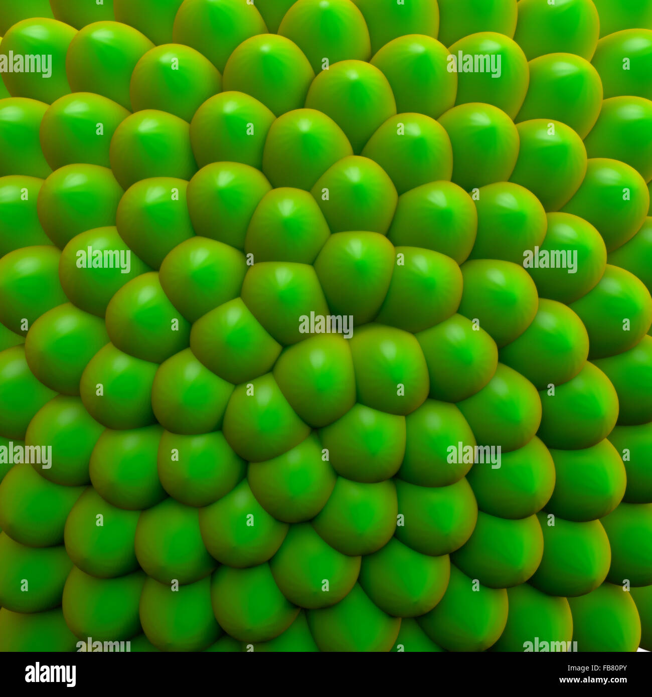 Beau modèle de Fibonacci, avec des semis de base ou vert croissance botanique. Un affichage simple des mathématiques dans la nature. Banque D'Images Beau modèle de Fibonacci, avec des semis de base ou vert croissance botanique. Un affichage simple des mathématiques dans la nature. Banque D'Images