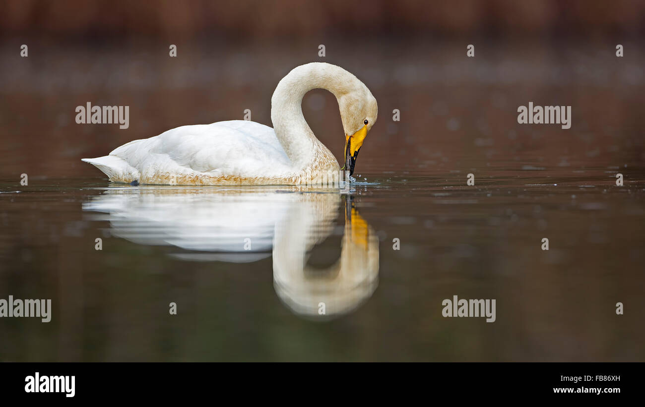 Cygne chanteur (Cygnus cygnus) dans l'eau, l'hiver, au milieu de la Réserve de biosphère de l'Elbe, Saxe-Anhalt, Allemagne Banque D'Images