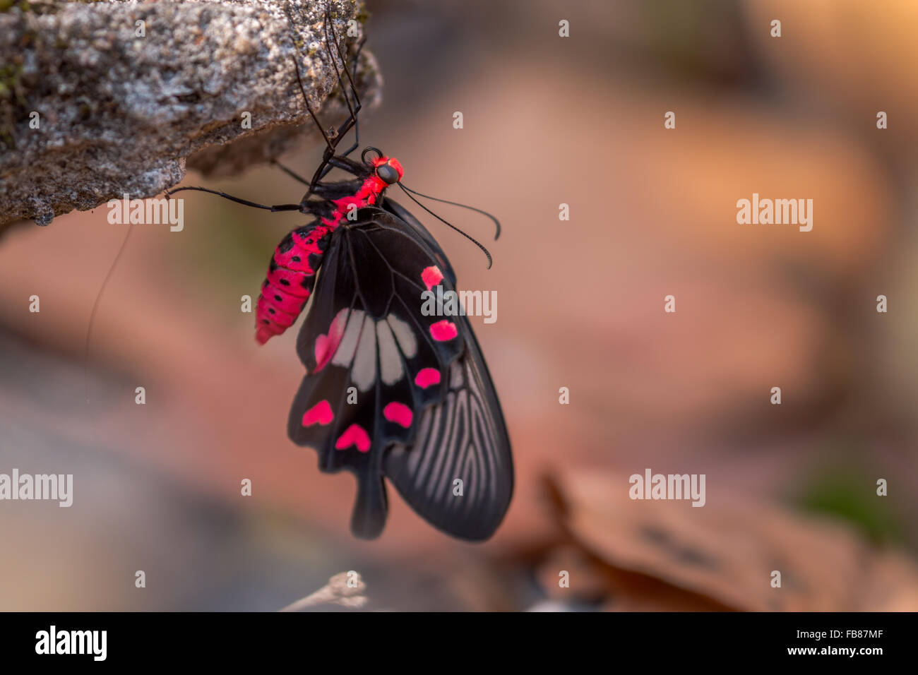 Papillon rouge et noir. Banque D'Images