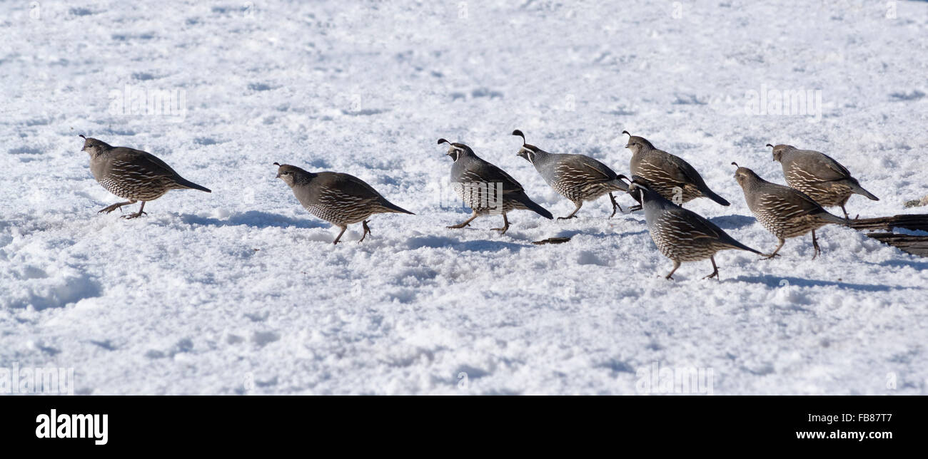 Colin de Californie en Oregon's Wallowa Valley. Banque D'Images
