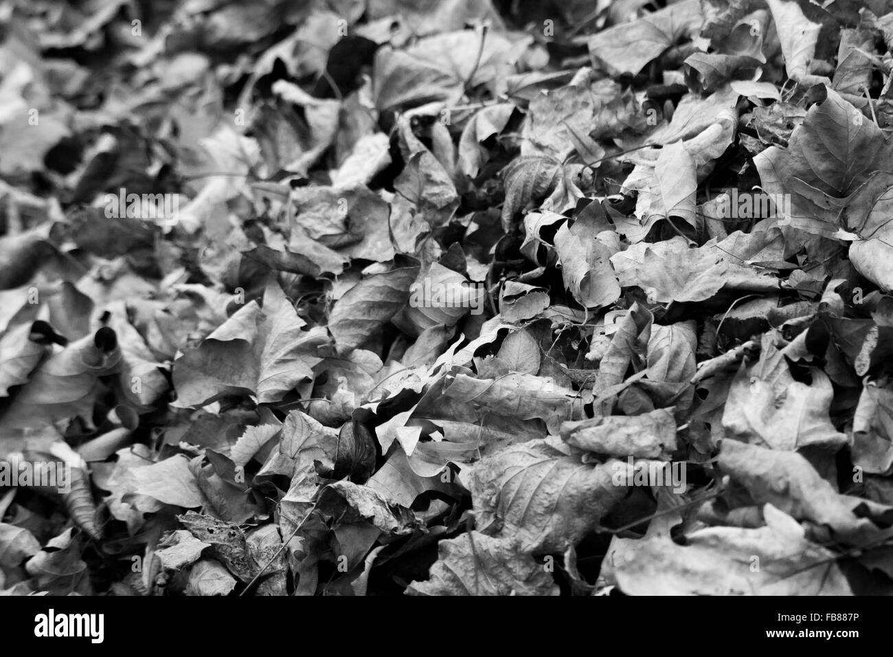 Arrière-plan avec sol recouvert de feuilles d'automne en noir et blanc Banque D'Images