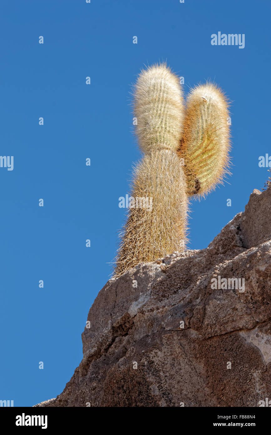 Grand cactus à l'Île Incahuasi, Bolivie Banque D'Images