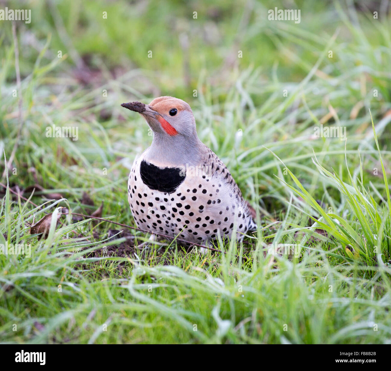Le Pic flamboyant (Colaptes auratus) mâle avec bec boueux interrompue pour la recherche des aliments. Banque D'Images Le Pic flamboyant (Colaptes auratus) mâle avec bec boueux interrompue pour la recherche des aliments. Banque D'Images