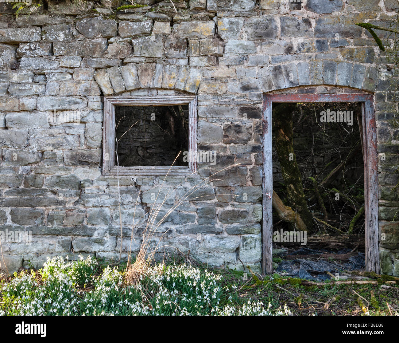 Herefordshire, UK. Une ruine à distance chalet est entouré d'perce-neige en hiver, le reste de son jardin Banque D'Images