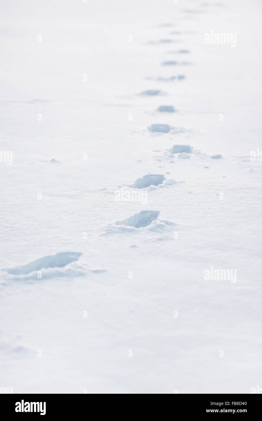 Scène d'hiver avec des traces de pas dans la neige poudreuse Banque D'Images