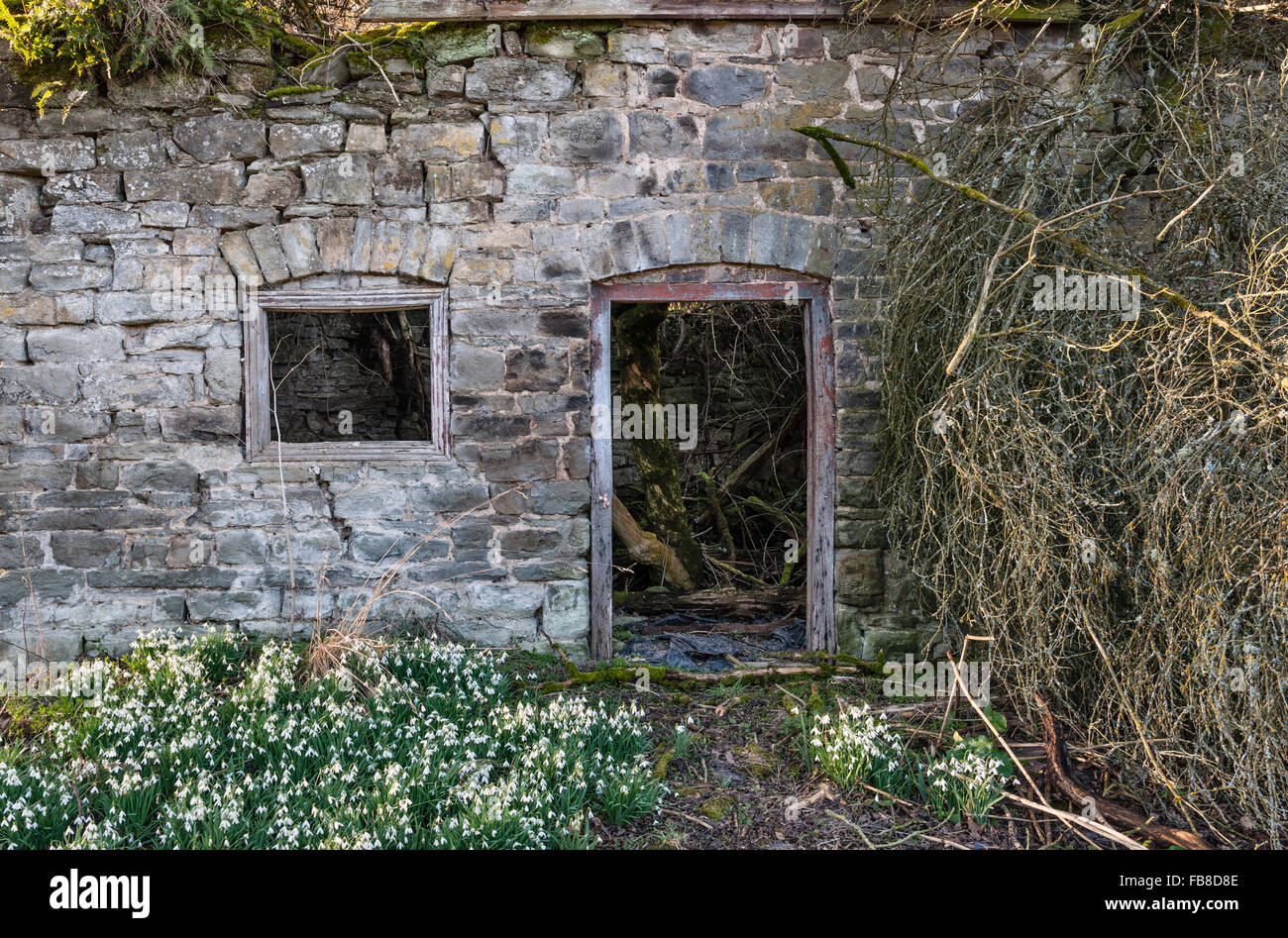 Herefordshire, UK. Une ruine à distance chalet est entouré d'perce-neige en hiver, le reste de son jardin Banque D'Images