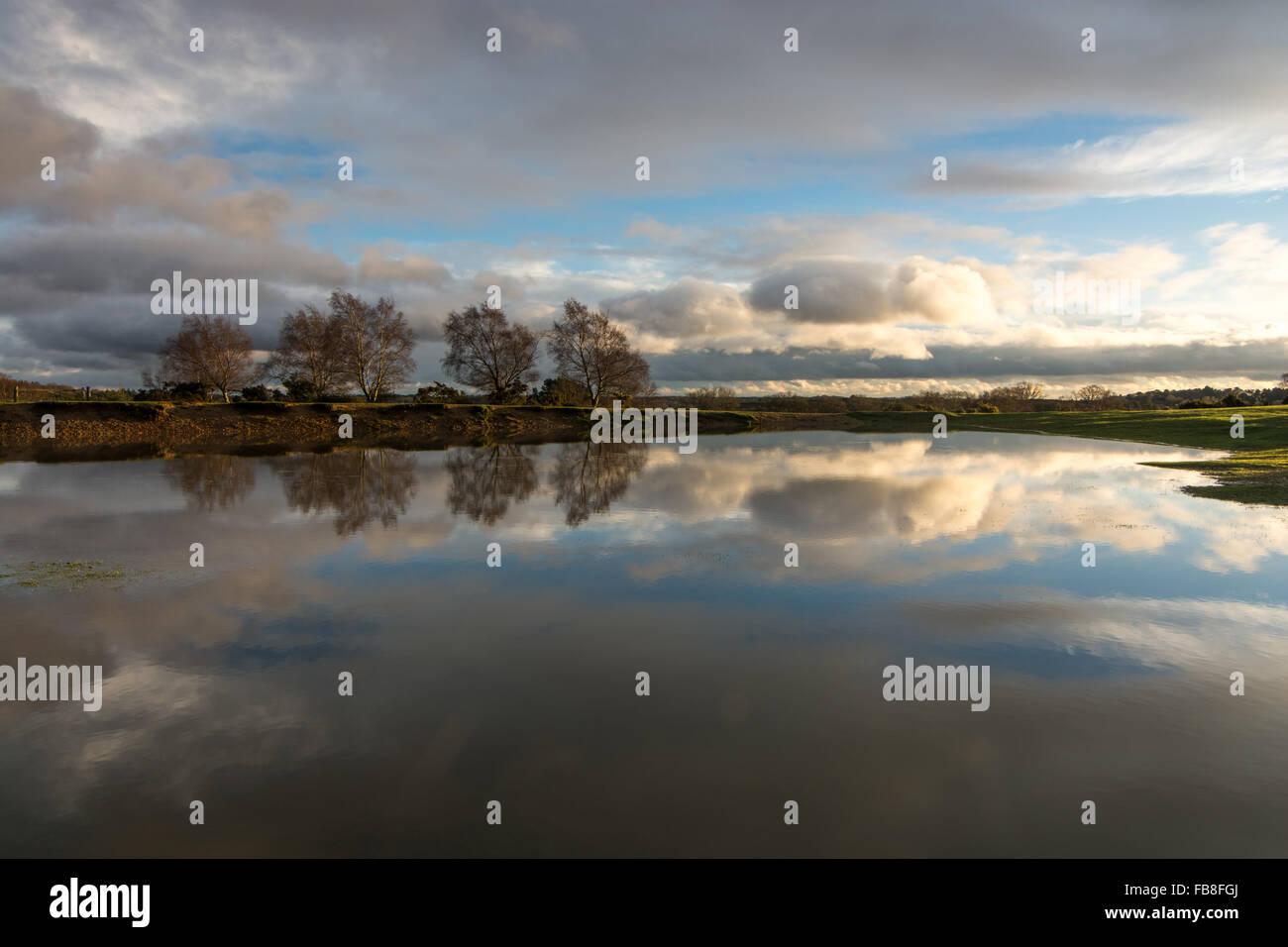 Après-midi d'hiver ensoleillé serein sur scène la New Forest, Hampshire, Royaume-Uni. Banque D'Images