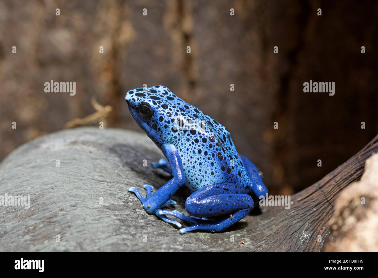 Blue poison dart frog Banque D'Images
