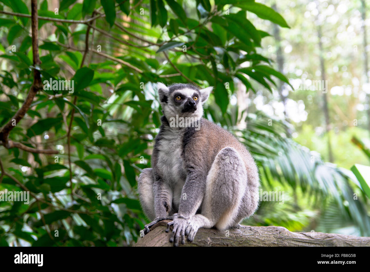 Close up image of sitting lémurien dans la forêt Banque D'Images
