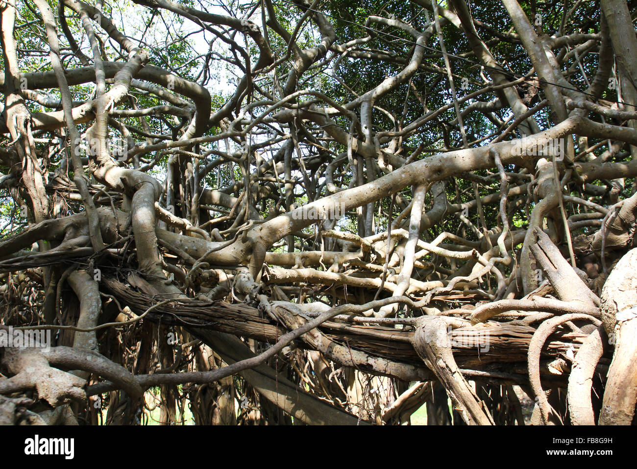 Racines de l'arbre de banian Banque D'Images