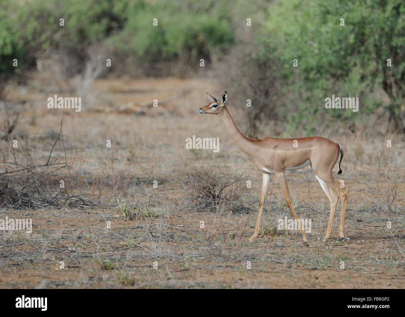Gerenuk (Litocranius walleri) dans la réserve de Samburu au Kenya Banque D'Images