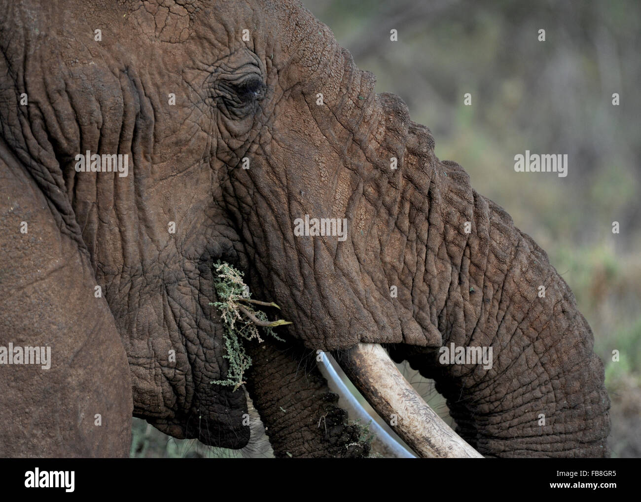 Vue de la tête de l'éléphant Kenya Samburu Alimentation Banque D'Images