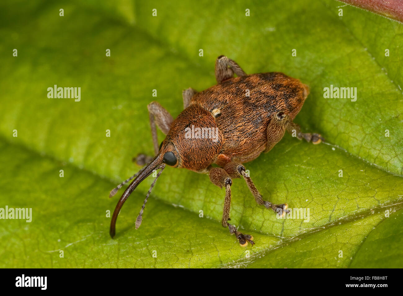 Charançon charançon noisette, noix, Haselnussbohrer Haselnußbohrer Haselnuss-Bohrer,,, la prune, rhynchites coeruleus rhynchites coeruleus Balaninus Banque D'Images