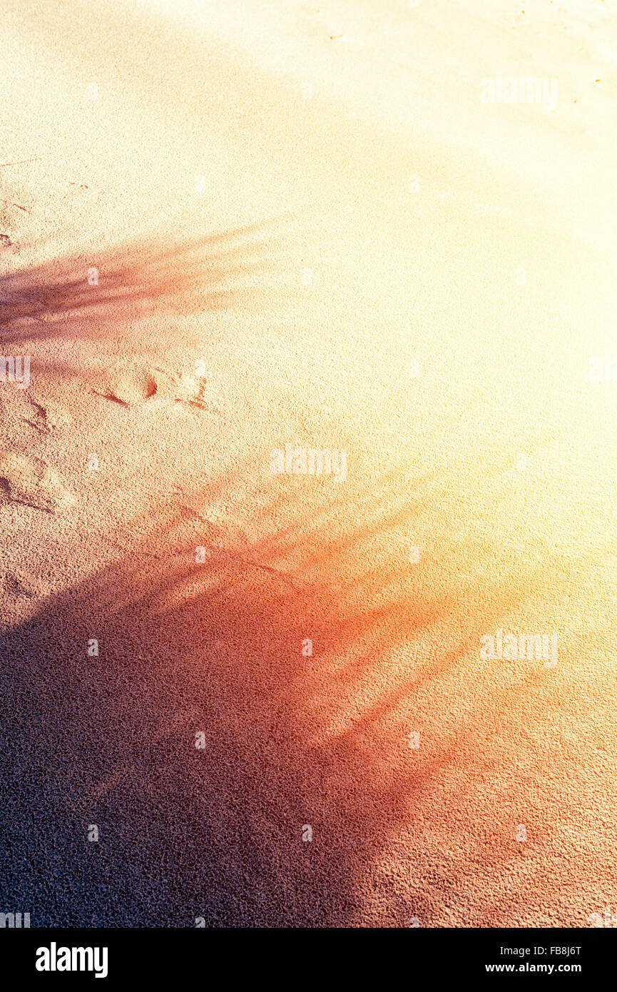 L'Ammophila arenaria. L'ammophile ombre sur une dune de sable de plage. Northumberland, Angleterre. Vintage coucher du soleil filtre appliqué Banque D'Images