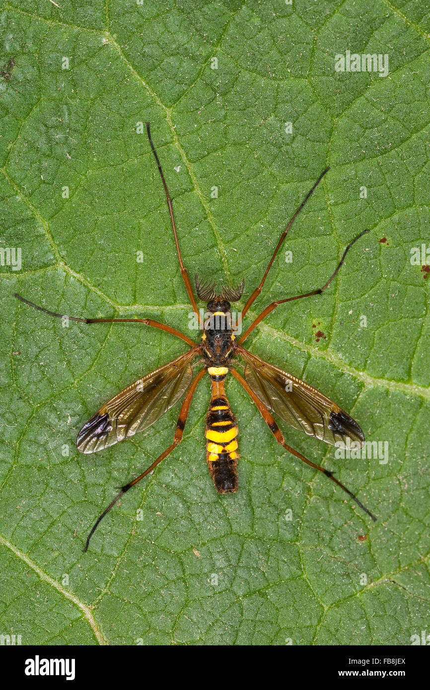 Crane Fly, Cranefly, homme, Bunte, Kammschnake kammartigen Fühlern mit Männchen, Ctenophora ornata, Cnemoncosis ornata Banque D'Images