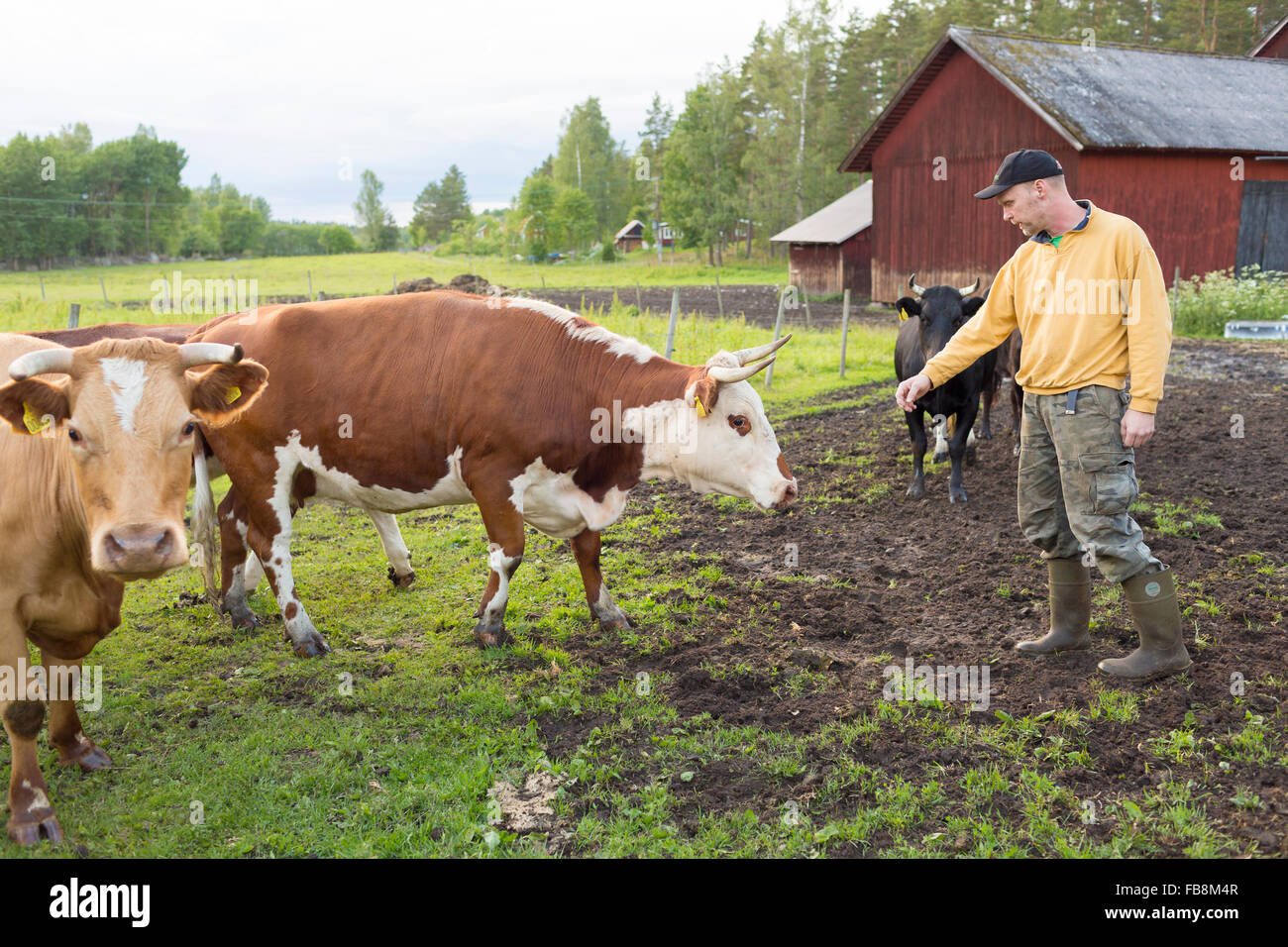 La Suède, l'océan, Grytgol, agriculteur avec des vaches outdoor Banque D'Images