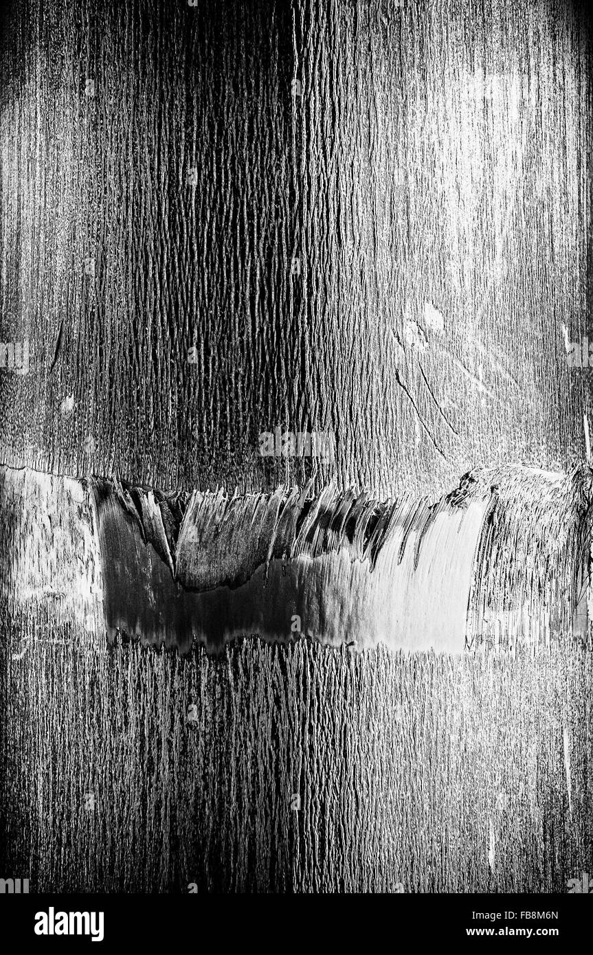 Détail de la texture d'un palmier tropical exotique Banque D'Images Détail de la texture d'un palmier tropical exotique Banque D'Images