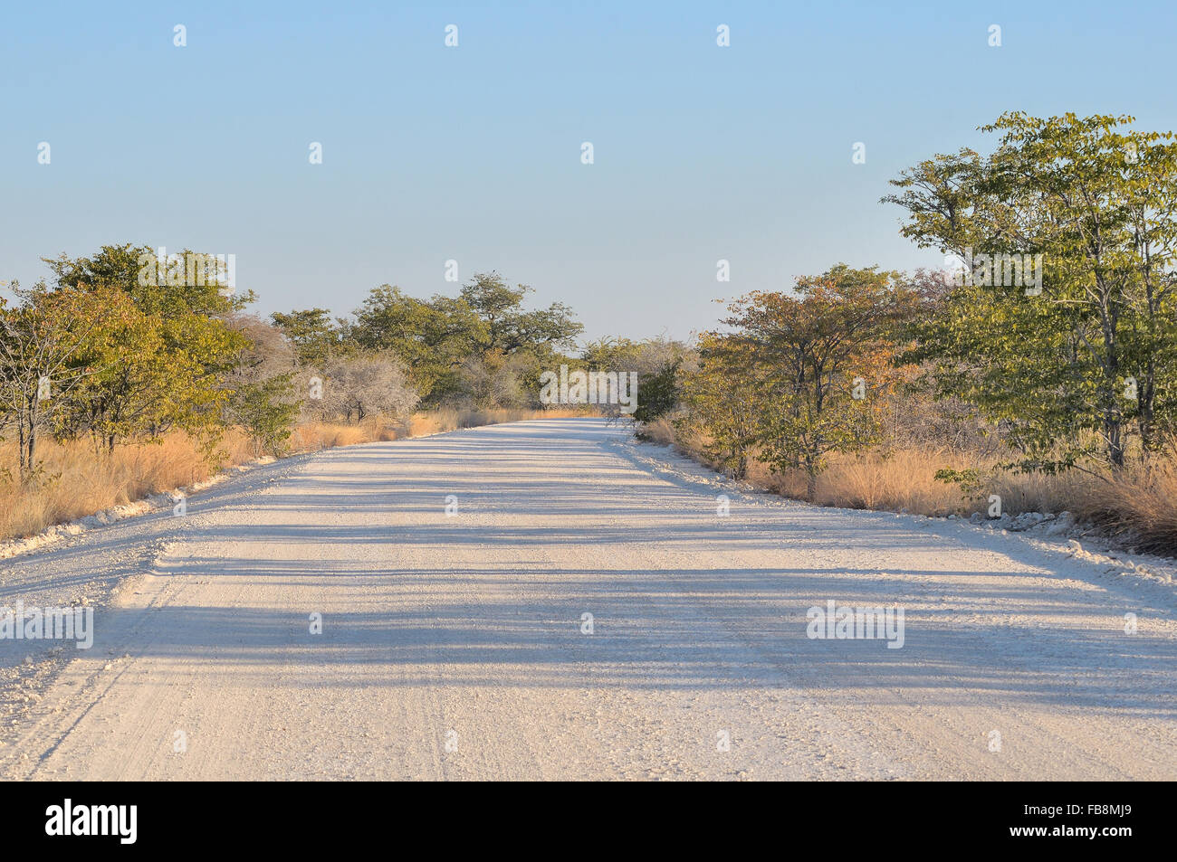 Paysage près de la route dans l'Halali Etosha National Park, Namibie Banque D'Images