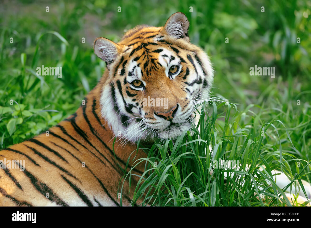Tigres de l'amour sur un jour d'été dans l'herbe Banque D'Images