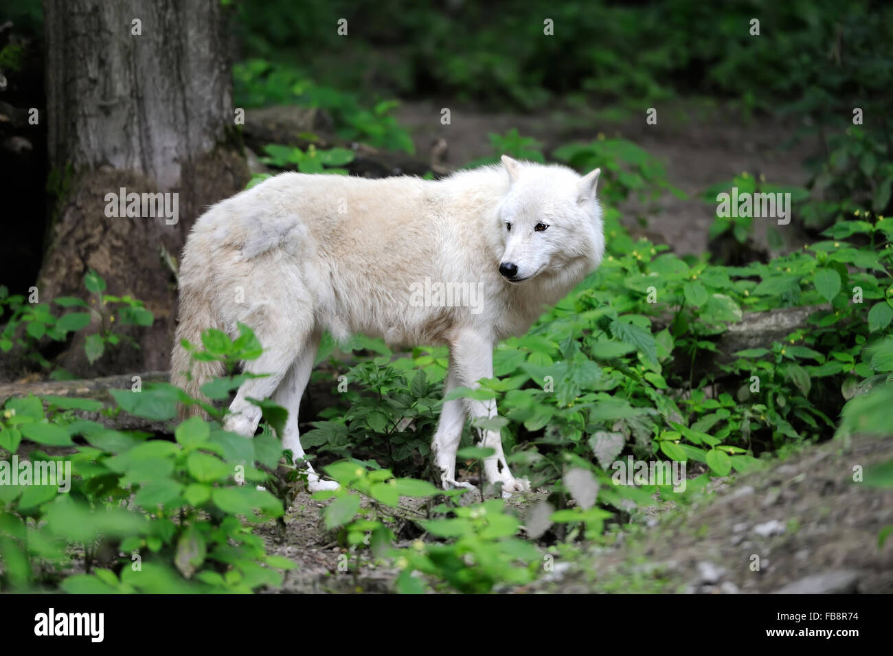 Le loup arctique (Canis lupus arctos). Le loup polaire Banque D'Images