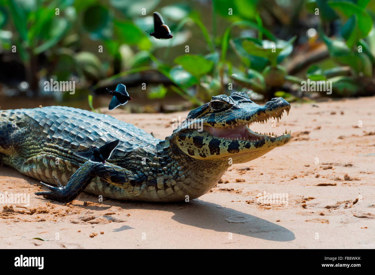 Les jeunes Yacare caiman (Caiman yacare), Cuiaba river, Pantanal, Brésil Banque D'Images