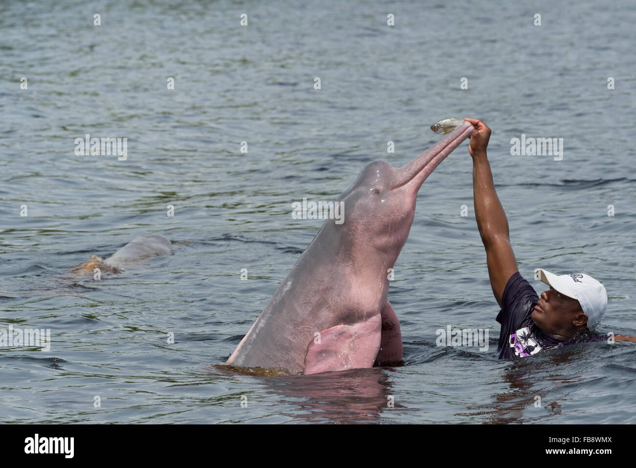 Amazon River Dolphin Ou Rose Amazon Dolphin Inia Geoffrensis Etre Nourris Par Villageois Rio Negro Manaus Bresil Photo Stock Alamy