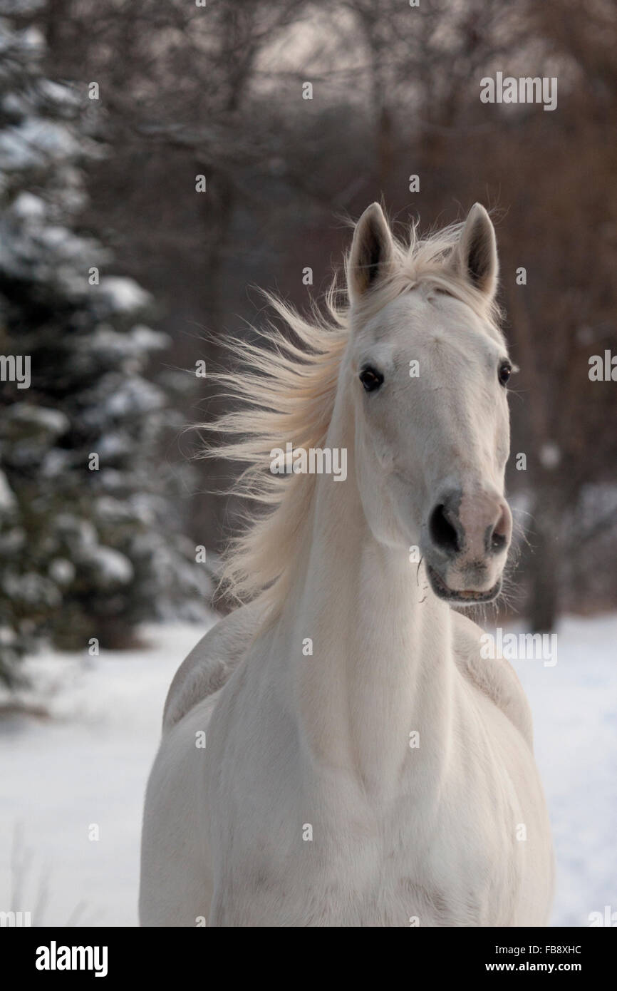 Cheval Blanc Galope Dans La Neige Avec Mane Flying Photo Stock Alamy