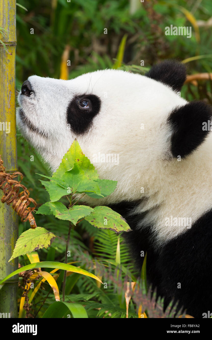 Les jeunes âgés de deux ans le panda géant (Ailuropoda melanoleuca), de la Chine et de Conservation Centre de recherche pour les pandas géants, Chine Banque D'Images