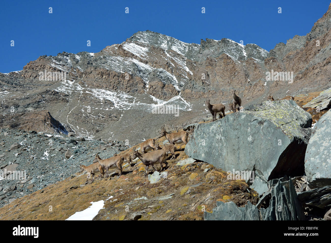 Bouquetin dans le Parc National Gran Paradiso, Italie Banque D'Images