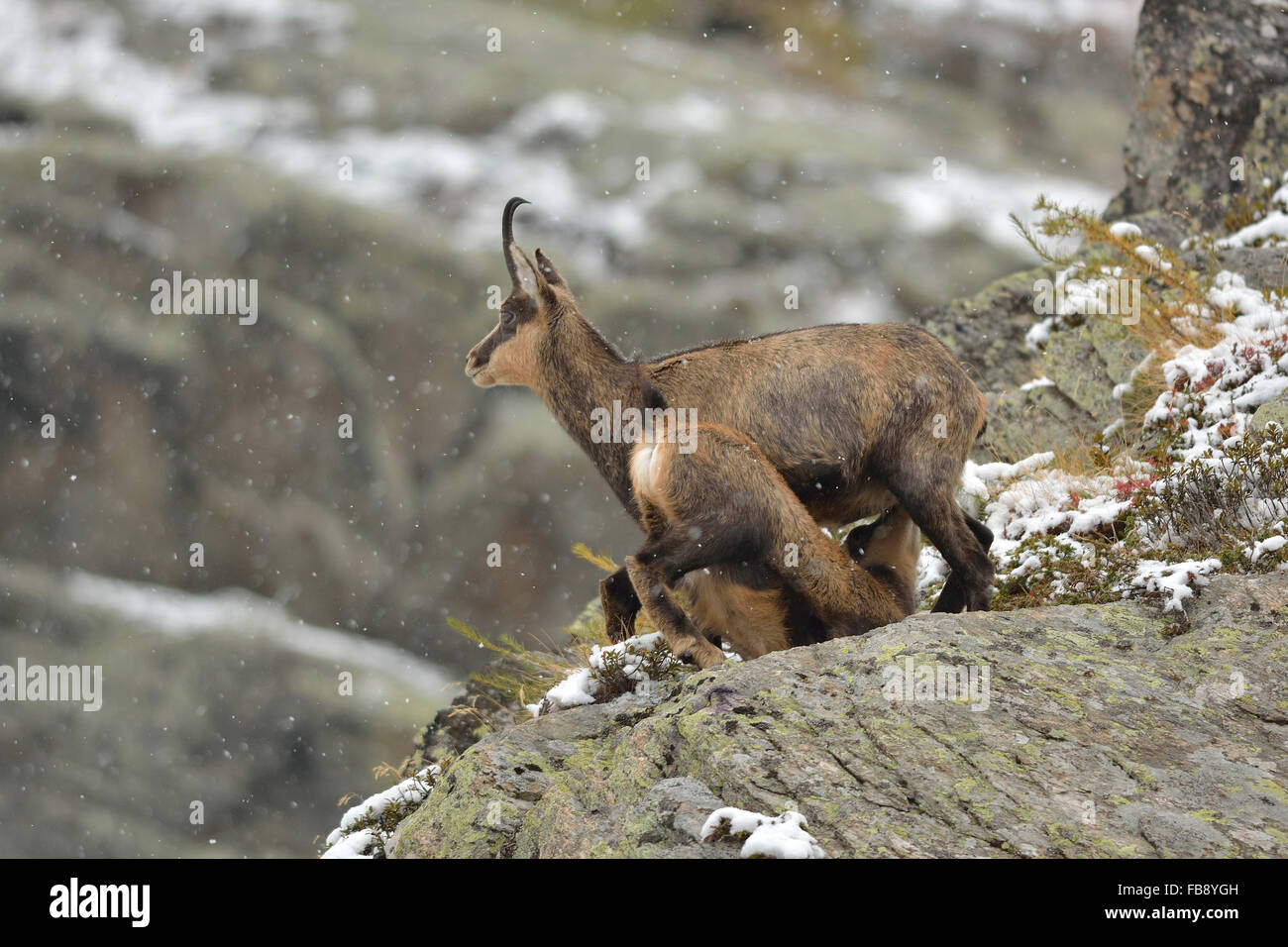 Les Chamois En Haute Montagne Photo Stock Alamy