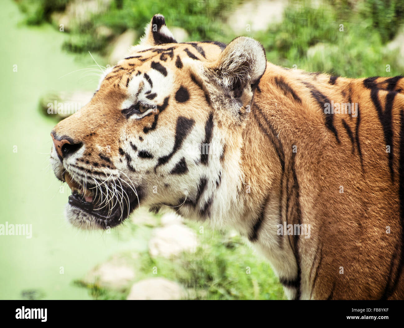 Tigre de Sibérie (Panthera tigris altaica), également connu sous le nom de l'Amur tiger, est une sous-espèce de tigre qui habitent principalement le Sikhote Alin Banque D'Images