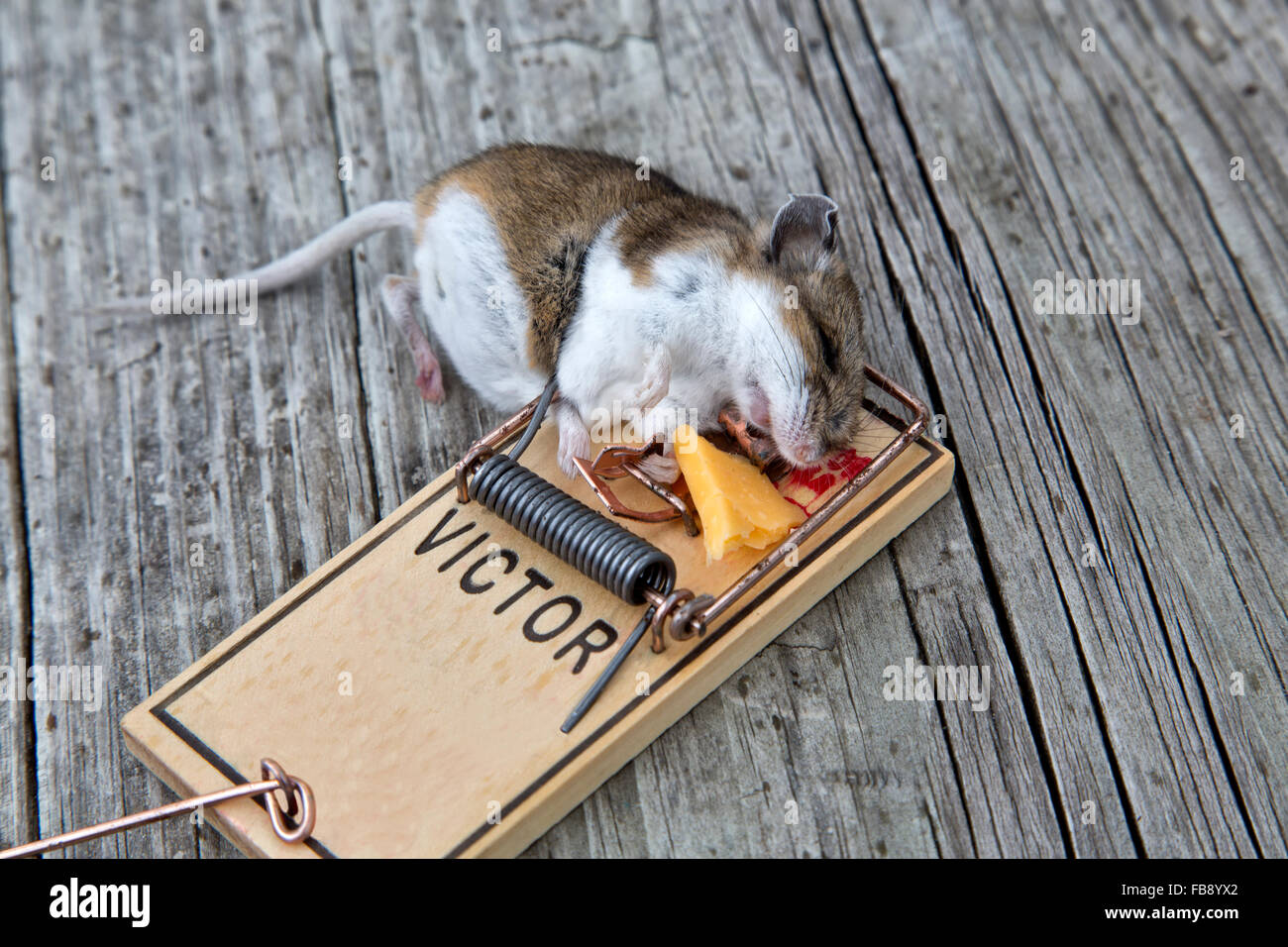 Souris de champ à longue queue pris dans piège. Banque D'Images