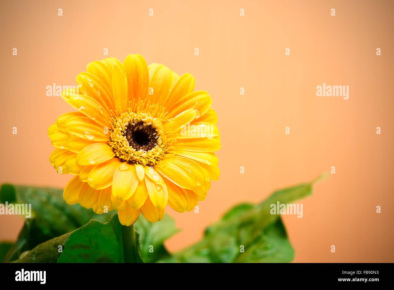 Gerbera Jaune avec des feuilles vertes sur fond orange. Close up, tonique, selective focus Banque D'Images