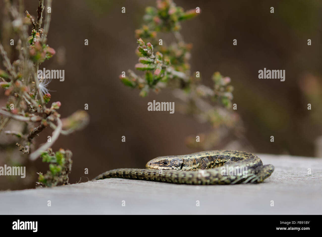 Lézard (Zootoca vivipara commun) bain de soleil sur la promenade Banque D'Images