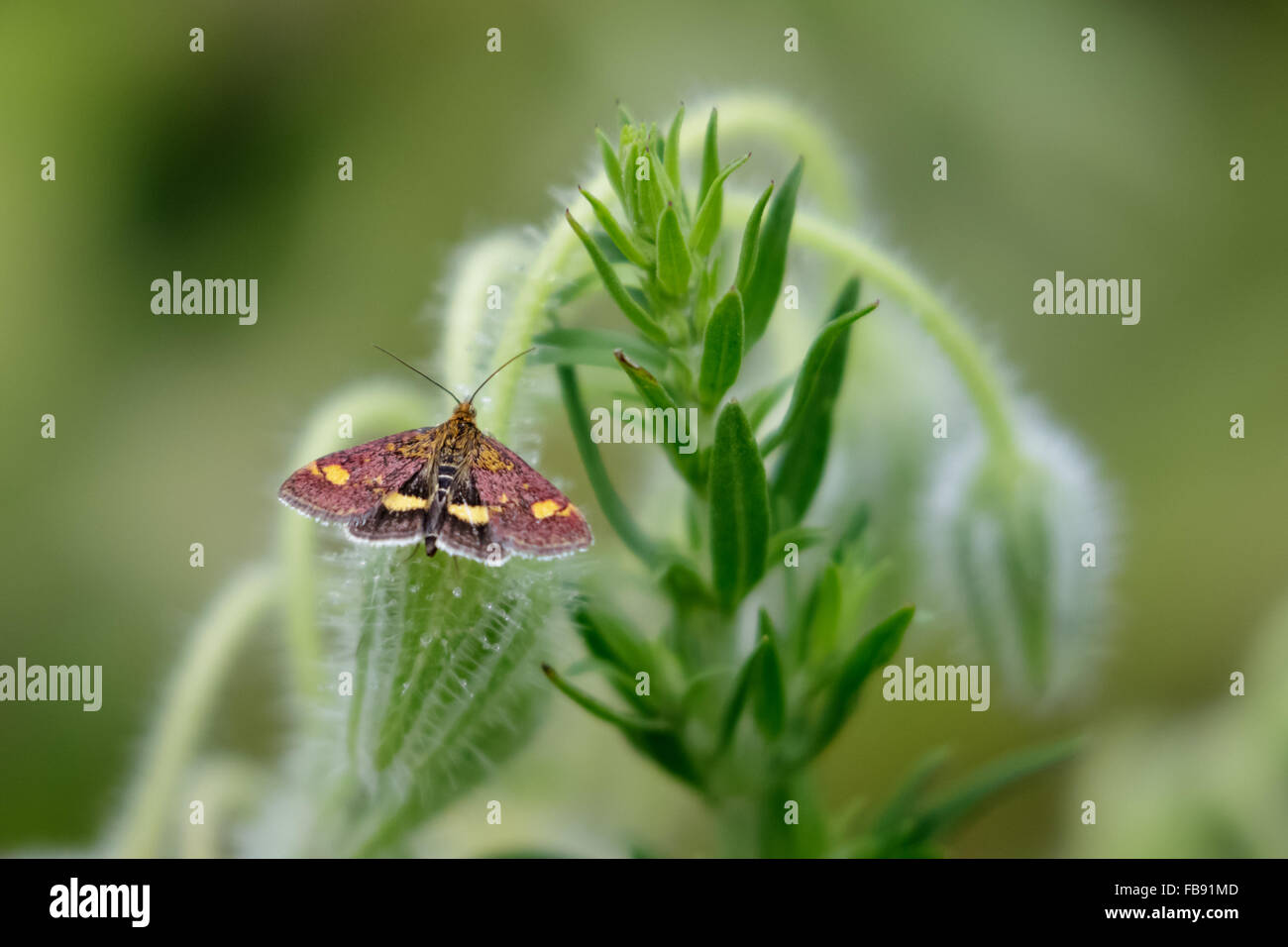 La menthe (Pyrausta aurata) sur un plant de bourrache. Banque D'Images