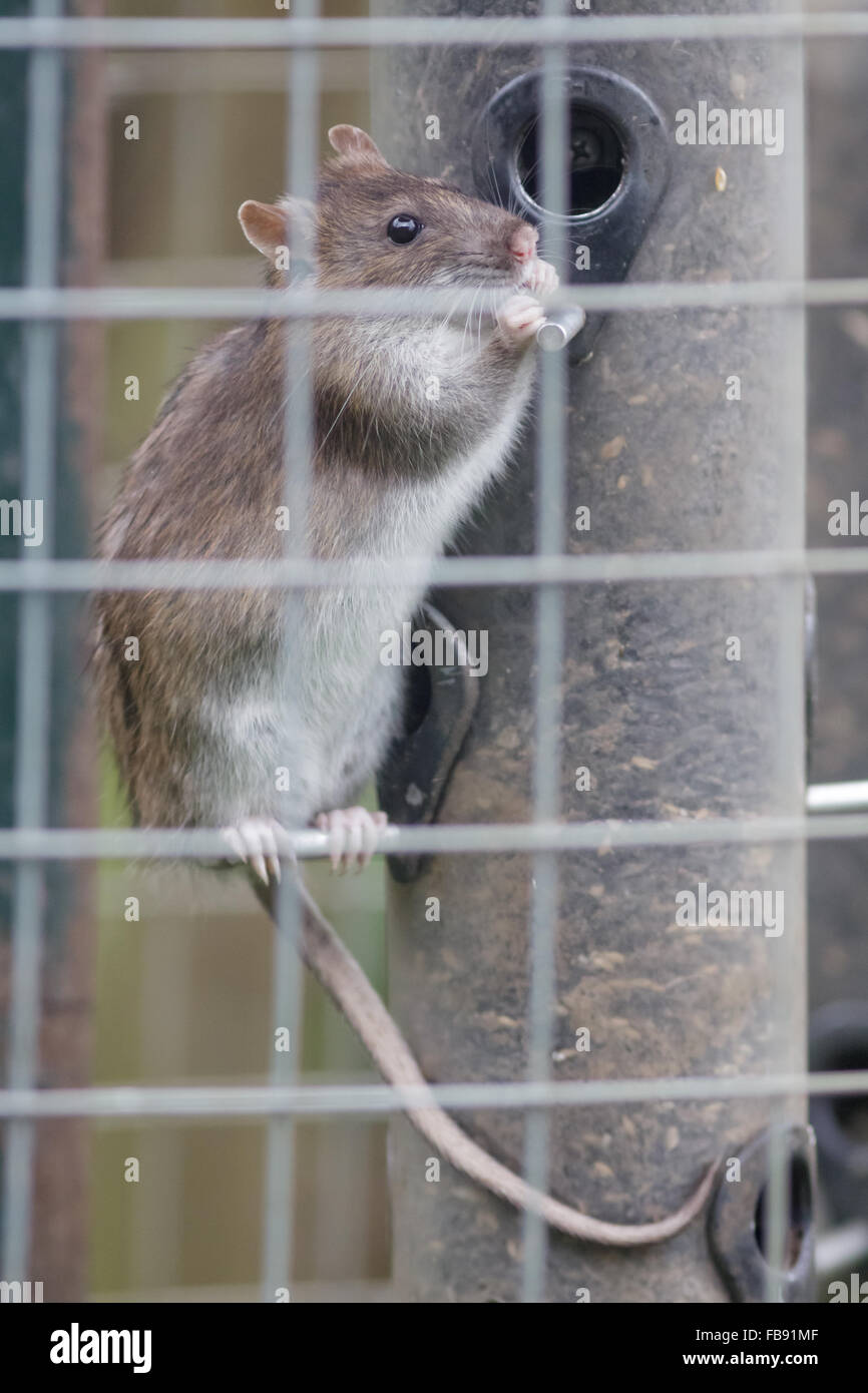 Rat brun (Rattus novegicus) à l'échelle d'une mangeoire pour oiseaux pour la nourriture. Banque D'Images