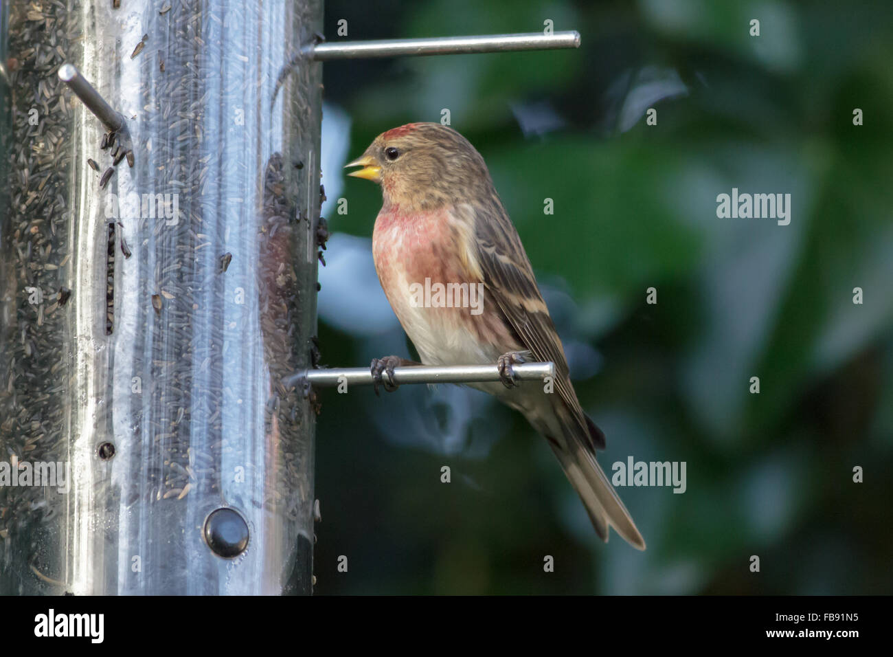 Sizerin flammé (Acanthis moindre cabaret) en profitant d'un hiver graines de Niger d'alimentation. Banque D'Images
