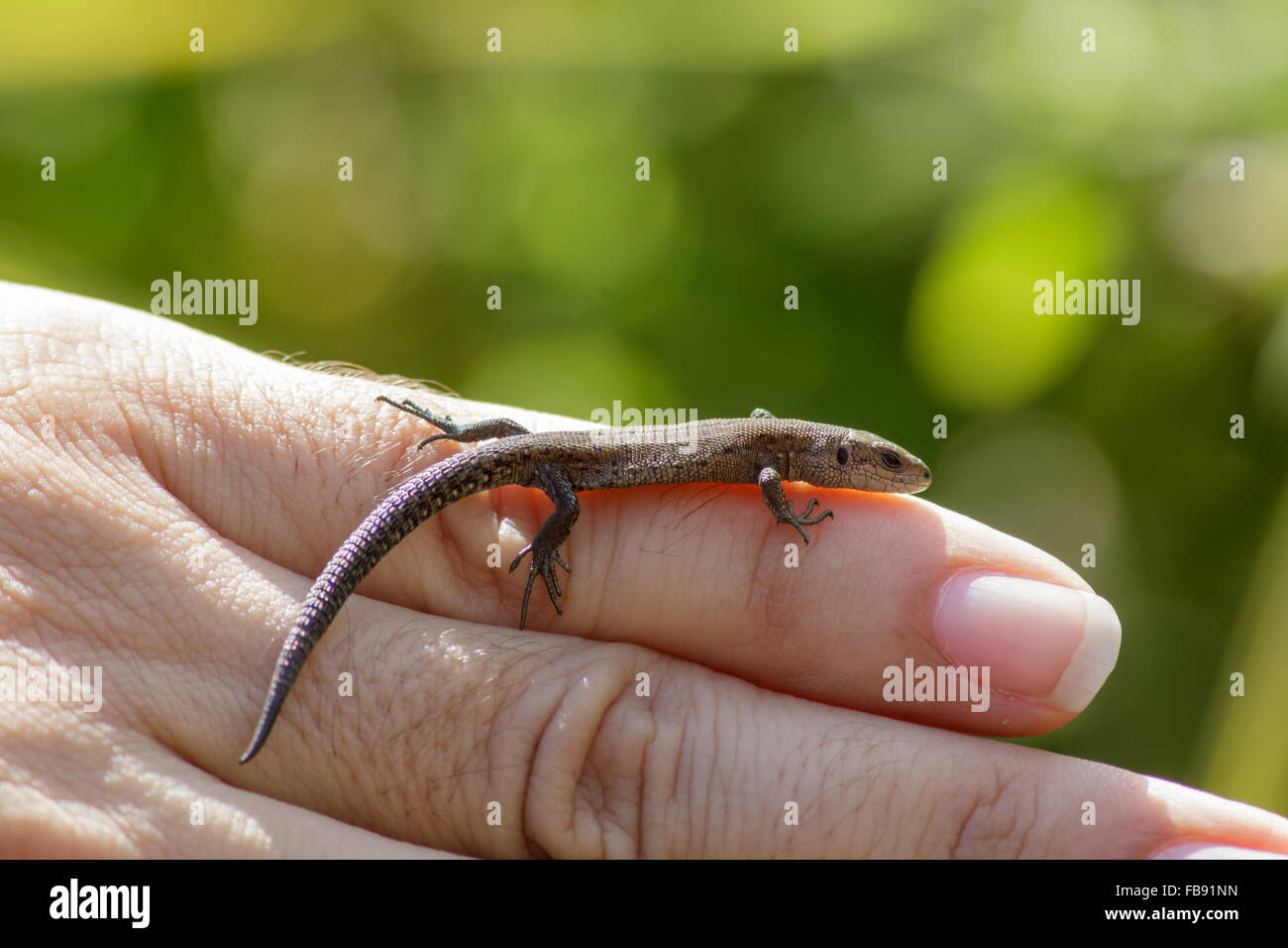 Lézard (Zootoca vivipara commun) pris en charge par un spécialiste des reptiles. Banque D'Images