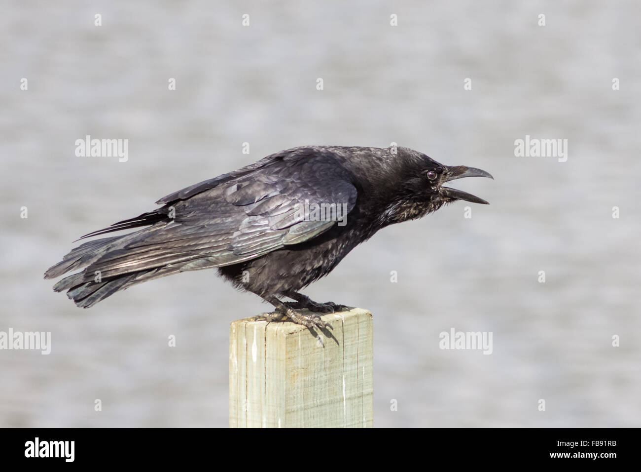 Corneille noire (Corvus corone) appelez à partir d'un poste en bois. Banque D'Images