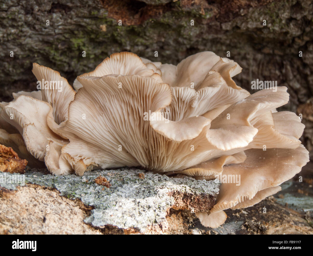 Pleurote (Pleurotus ostreatus) croissant sur une souche d'arbre tombé. Banque D'Images