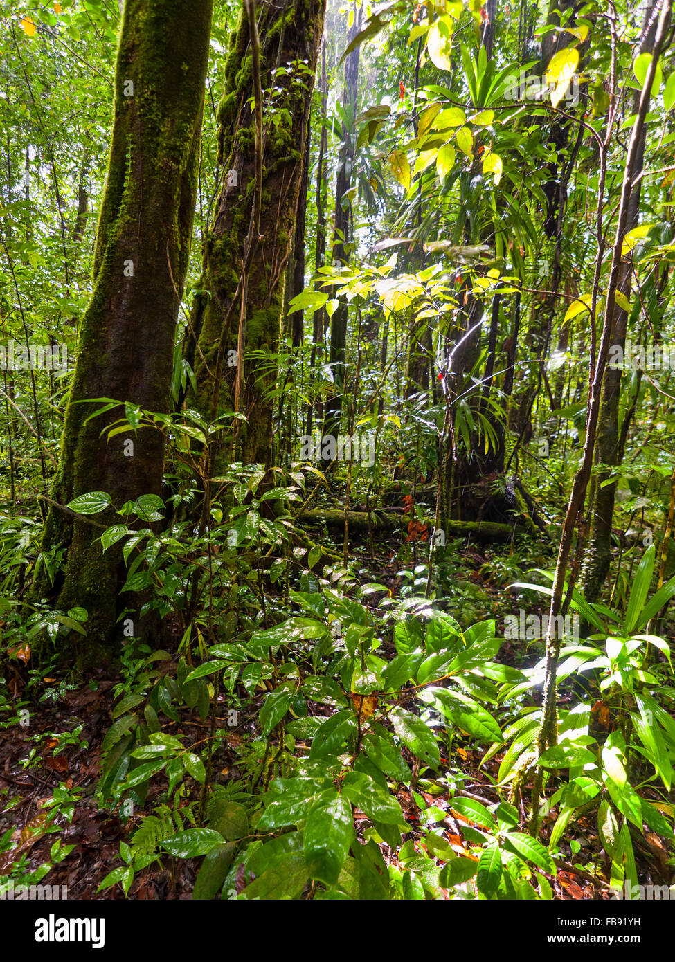 Scène dans rainforest Banque D'Images