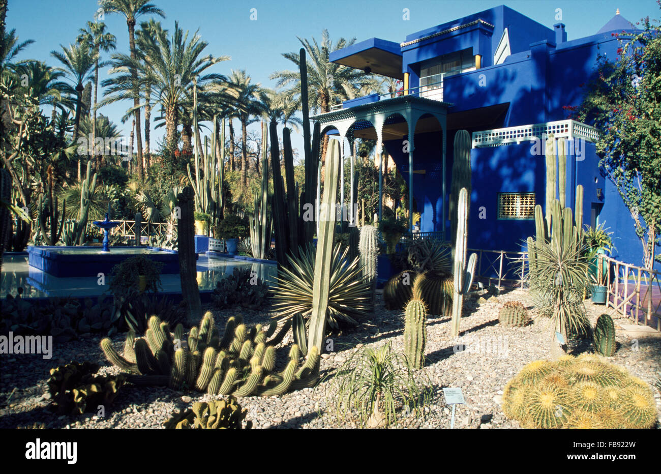 Cactus croissent dans le Jardin Majorelle à Marrakech, Maroc, créé par le peintre français Jacques Majorelle Banque D'Images