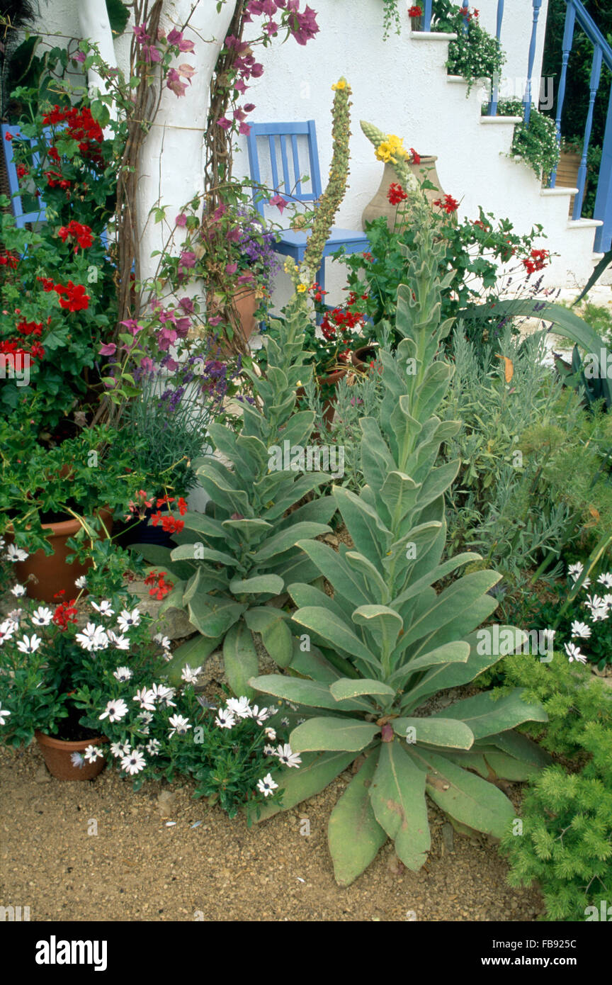 Tall Verbascum et blanc à côté de la frontière en osteospermum patio avec chaises peintes en bleu clair Banque D'Images