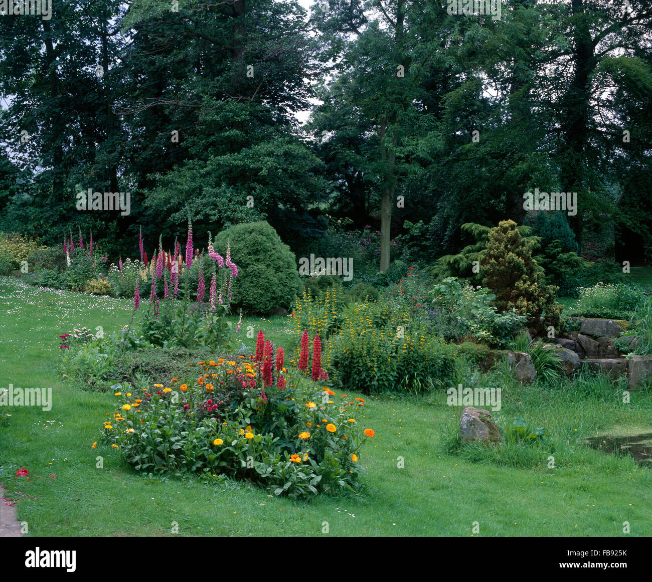 Lupins roses et jaunes calendula dans de petits lits circulaires en grande pelouse avec digitales rose en pays jardin bordé d'arbres Banque D'Images
