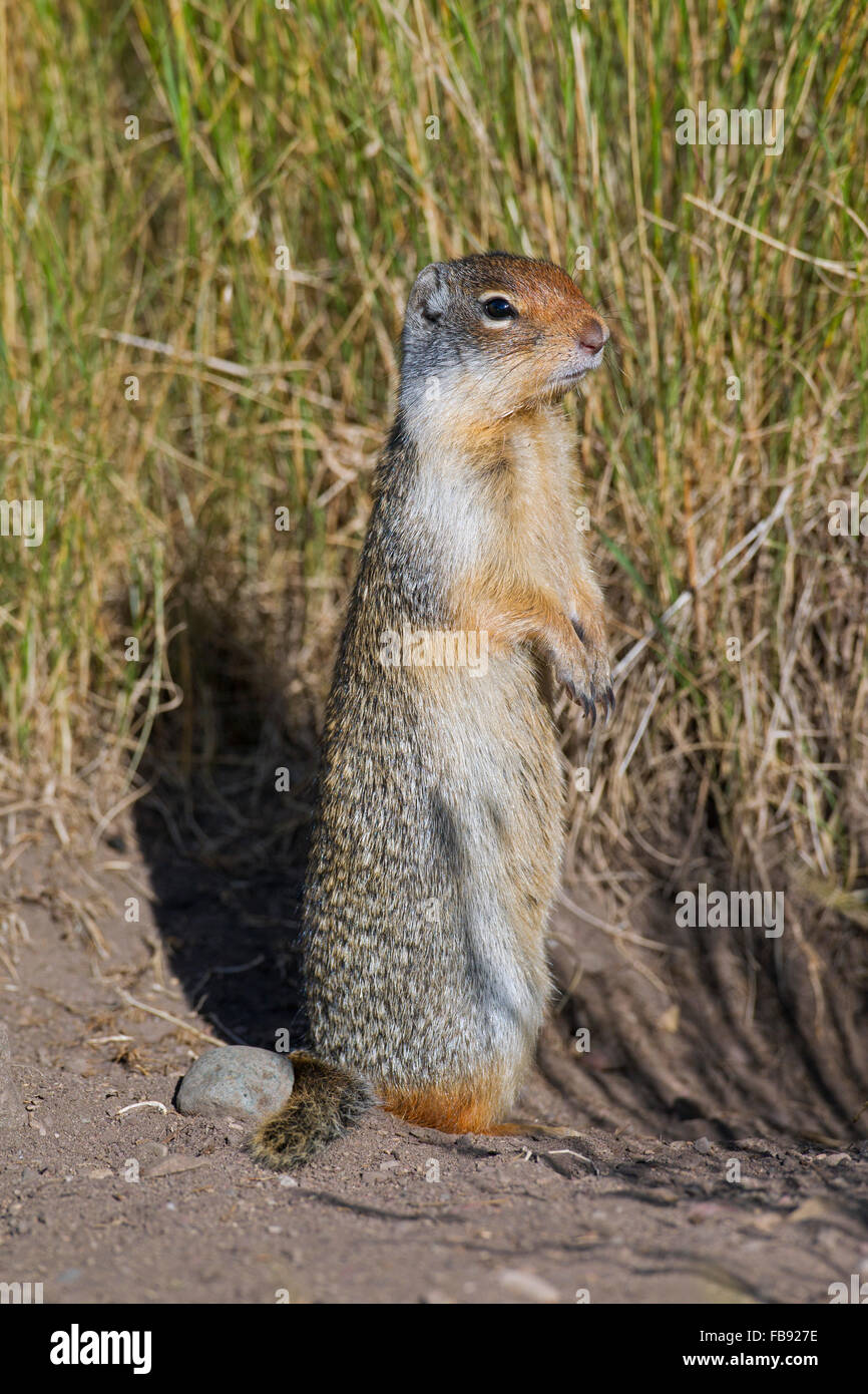 Alarmé Columbian (Urocitellus columbianus / Spermophilus columbianus) debout, indigènes au Canada et Etats-Unis Banque D'Images