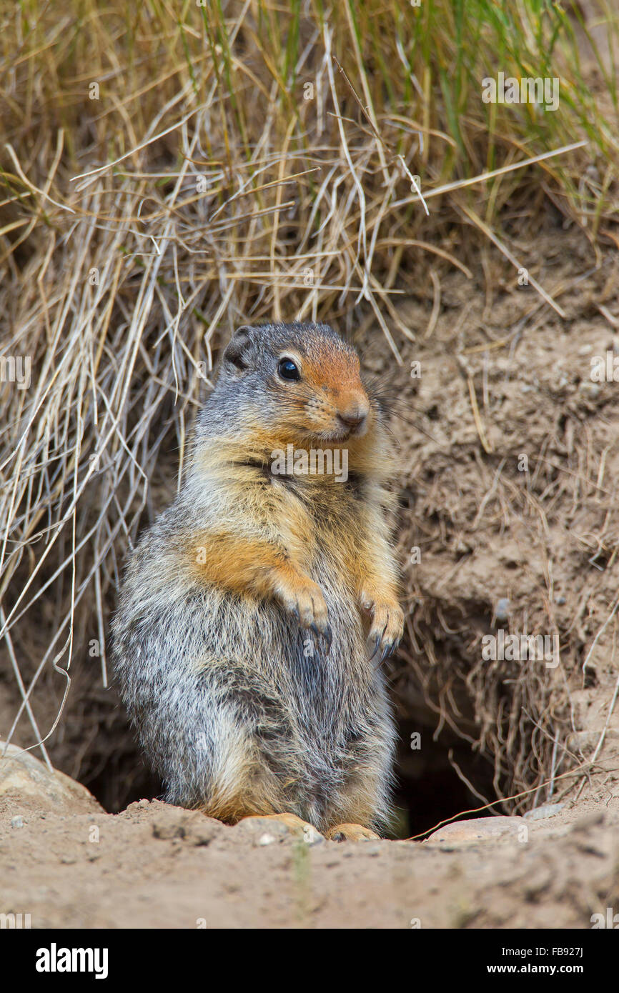 Columbian (Urocitellus columbianus / Spermophilus columbianus), debout en face de l'entrée du terrier Banque D'Images
