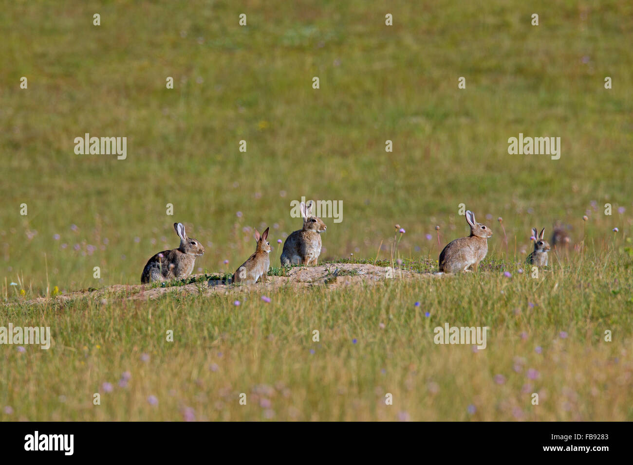 Le lapin européen / lapin commun (Oryctolagus cuniculus) groupe de jeunes assis en face d'enfouir dans le pré d'entrée Banque D'Images