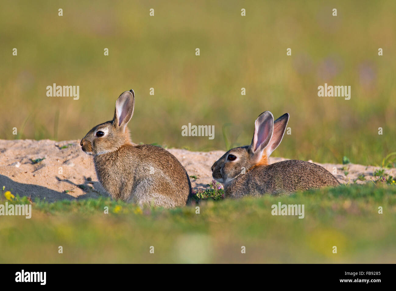 Le lapin européen / lapin commun (Oryctolagus cuniculus) avec de jeunes adultes assis en face de terrier / Warren entrée dans meadow Banque D'Images