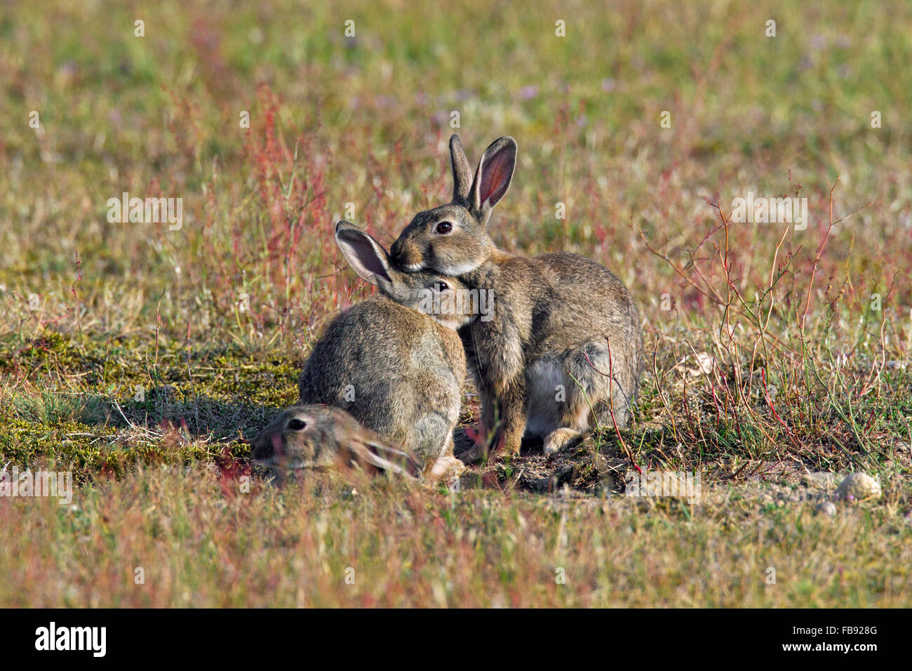 Le lapin européen / lapin commun (Oryctolagus cuniculus) avec deux jeunes adultes assis en face d'enfouir dans le champ d'entrée Banque D'Images